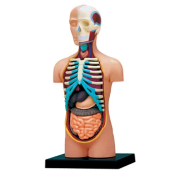 4d Emberi torzó Anatómiai Modell Skelekon Orvosi Tanítás Támogatás puzzle Összerakását Játék Laboratóriumi Oktatás tantermi Berendezések